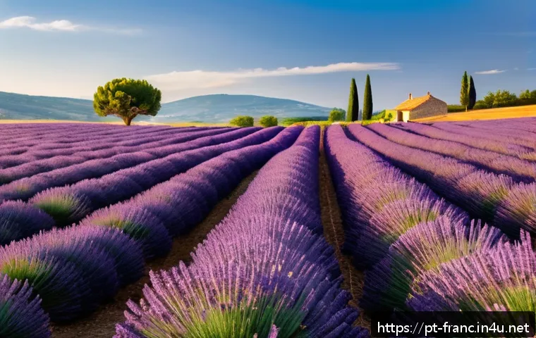 프로방스 라벤더 밭 방문 팁 - A panoramic view of vibrant lavender fields in Provence during mid-June, under a clear blue sky at g...